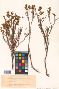 Vaccinium myrtillus × turfosum, Eastern Europe, Moscow region (E4a) (Russia)