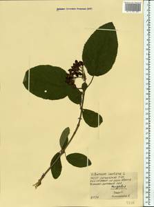 Viburnum lantana L., Eastern Europe, Moldova (E13a) (Moldova)