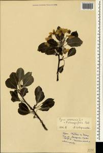Pyrus communis × elaeagrifolia, Crimea (KRYM) (Russia)