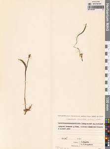 Platanthera tipuloides (L.f.) Lindl., Siberia, Russian Far East (S6) (Russia)