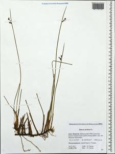 Juncus arcticus Willd., Siberia, Baikal & Transbaikal region (S4) (Russia)
