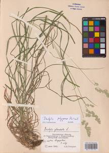 Dactylis glomerata subsp. lobata (Drejer) H.Lindb., Eastern Europe, Central forest-and-steppe region (E6) (Russia)