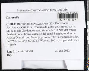 Dicranella, Bryophytes, Bryophytes - America (BAm) (Chile)