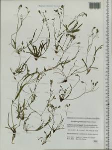 Ixeris chinensis subsp. versicolor (Fisch. ex Link) Kitam., Siberia, Baikal & Transbaikal region (S4) (Russia)