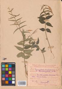 Vincetoxicum hirundinaria Medik., Eastern Europe, Middle Volga region (E8) (Russia)