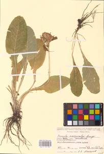 Primula veris subsp. macrocalyx (Bunge) Lüdi, Siberia, Altai & Sayany Mountains (S2) (Russia)