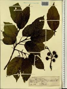 Ficus, Africa (AFR) (Ethiopia)