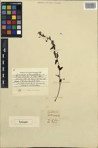 Goodenia heterophylla Sm., Australia & Oceania (AUSTR) (Australia)