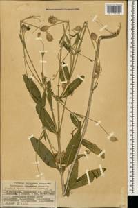 Cephalaria syriaca (L.) Schrad., Caucasus, Azerbaijan (K6) (Azerbaijan)