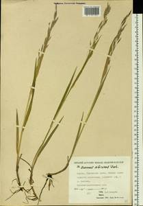 Bromus pumpellianus Scribn., Siberia, Yakutia (S5) (Russia)