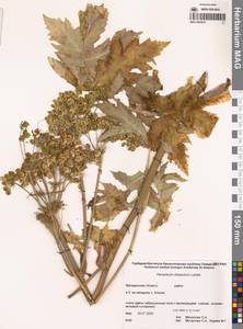 Heracleum dissectum Ledeb., Siberia, Chukotka & Kamchatka (S7) (Russia)