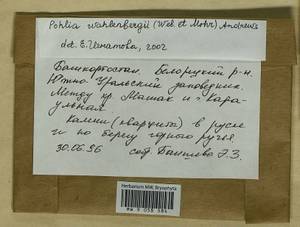 Pohlia wahlenbergii (F. Weber & D. Mohr) A.L. Andrews, Bryophytes, Bryophytes - South Urals (B14) (Russia)