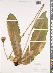 Trommsdorffia maculata (L.) Bernh., Eastern Europe, Middle Volga region (E8) (Russia)