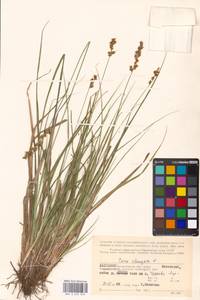 Carex elongata L., Eastern Europe, Northern region (E1) (Russia)