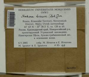 Alleniella besseri (Lobarz.) S. Olsson, Enroth & D. Quandt, Bryophytes, Bryophytes - North Caucasus & Ciscaucasia (B12) (Russia)