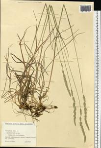 Koeleria pyramidata subsp. pyramidata, Eastern Europe, North-Western region (E2) (Russia)