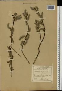 Salix caprea × daphnoides, Eastern Europe, Central region (E4) (Russia)