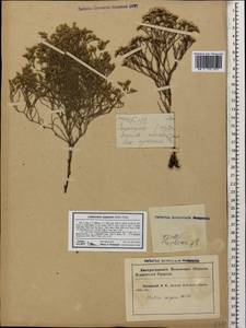 Limonium caspium (Willd.) Gams, Caucasus, Krasnodar Krai & Adygea (K1a) (Russia)