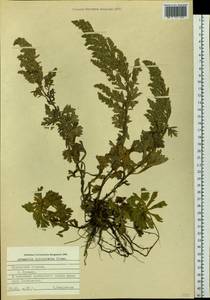 Artemisia littoricola Kitam., Siberia, Russian Far East (S6) (Russia)