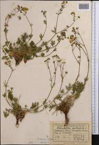 Potentilla multifida L., Middle Asia, Pamir & Pamiro-Alai (M2) (Tajikistan)