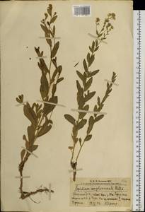 Lepidium amplexicaule Willd., Siberia, Altai & Sayany Mountains (S2) (Russia)
