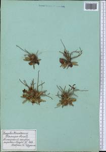 Lagotis korolkowii (Regel & Schmalh.) Maxim., Middle Asia, Pamir & Pamiro-Alai (M2) (Tajikistan)