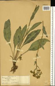 Senecio macrophyllus M. Bieb., Eastern Europe, Volga-Kama region (E7) (Russia)