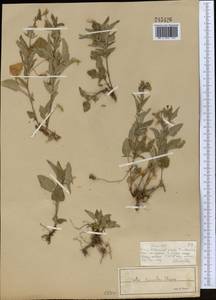 Viola pumila Chaix, Middle Asia, Muyunkumy, Balkhash & Betpak-Dala (M9) (Kazakhstan)