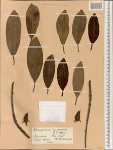 Rhizophora racemosa G.F.W. Meyer, Africa (AFR) (Senegal)