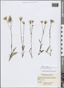 Crepis bungei Ledeb. ex DC., Siberia, Altai & Sayany Mountains (S2) (Russia)