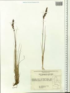 Calamagrostis purpurascens subsp. purpurascens, Siberia, Russian Far East (S6) (Russia)