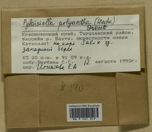 Pylaisia polyantha (Hedw.) Schimp., Bryophytes, Bryophytes - Krasnoyarsk Krai, Tyva & Khakassia (B17) (Russia)