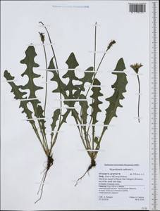 Hypochaeris radicata L., Western Europe (EUR) (Italy)