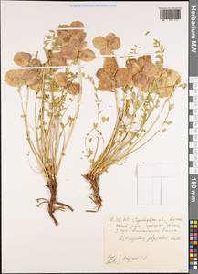 Astragalus physodes, Eastern Europe, Lower Volga region (E9) (Russia)