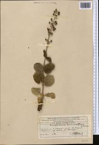 Scrophularia heucheriiflora Schrenk ex Fisch. & C. A. Mey., Middle Asia, Western Tian Shan & Karatau (M3) (Kazakhstan)