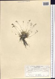 Poa pseudoabbreviata Roshev., Siberia, Central Siberia (S3) (Russia)