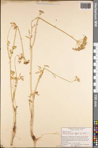 Semenovia transiliensis Regel & Herder, Middle Asia, Northern & Central Tian Shan (M4) (Kyrgyzstan)