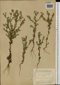 Pulicaria vulgaris Gaertn., Eastern Europe, Rostov Oblast (E12a) (Russia)