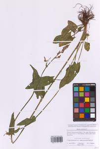 Rumex acetosa L., Eastern Europe, Moscow region (E4a) (Russia)