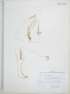 Koeleria subalpestris (Hartm.) Barberá, Quintanar, Soreng & P.M.Peterson, Siberia, Russian Far East (S6) (Russia)
