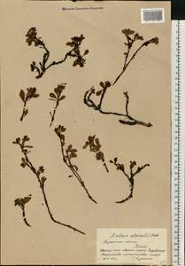 Arctostaphylos alpinus (L.) Spreng., Eastern Europe, Northern region (E1) (Russia)
