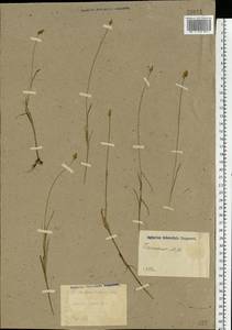 Carex chordorrhiza L.f., Eastern Europe, Moscow region (E4a) (Russia)