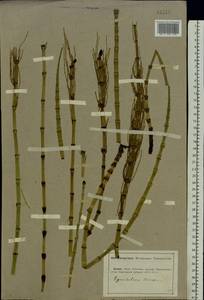 Equisetum fluviatile L., Eastern Europe, Lower Volga region (E9) (Russia)