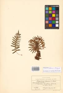 Polypodium fauriei Christ, Siberia, Russian Far East (S6) (Russia)