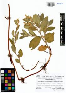 Koenigia bargusinensis (Peschkova), Siberia, Baikal & Transbaikal region (S4) (Russia)