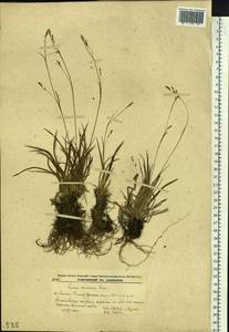 Carex tenuiformis H.Lév. & Vaniot, Siberia, Russian Far East (S6) (Russia)
