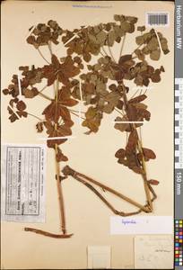 Euphorbia, Siberia, Russian Far East (S6) (Russia)