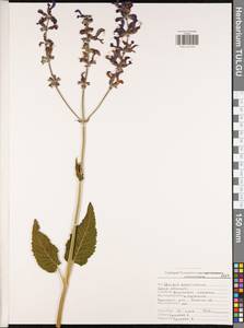 Salvia officinalis L., Eastern Europe, Central region (E4) (Russia)