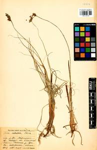 Carex sabulosa Turcz. ex Kunth, Siberia, Baikal & Transbaikal region (S4) (Russia)