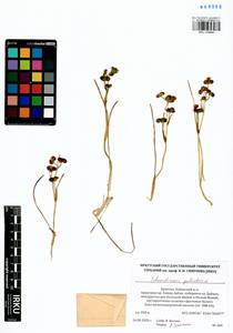 Scheuchzeria palustris L., Siberia, Baikal & Transbaikal region (S4) (Russia)